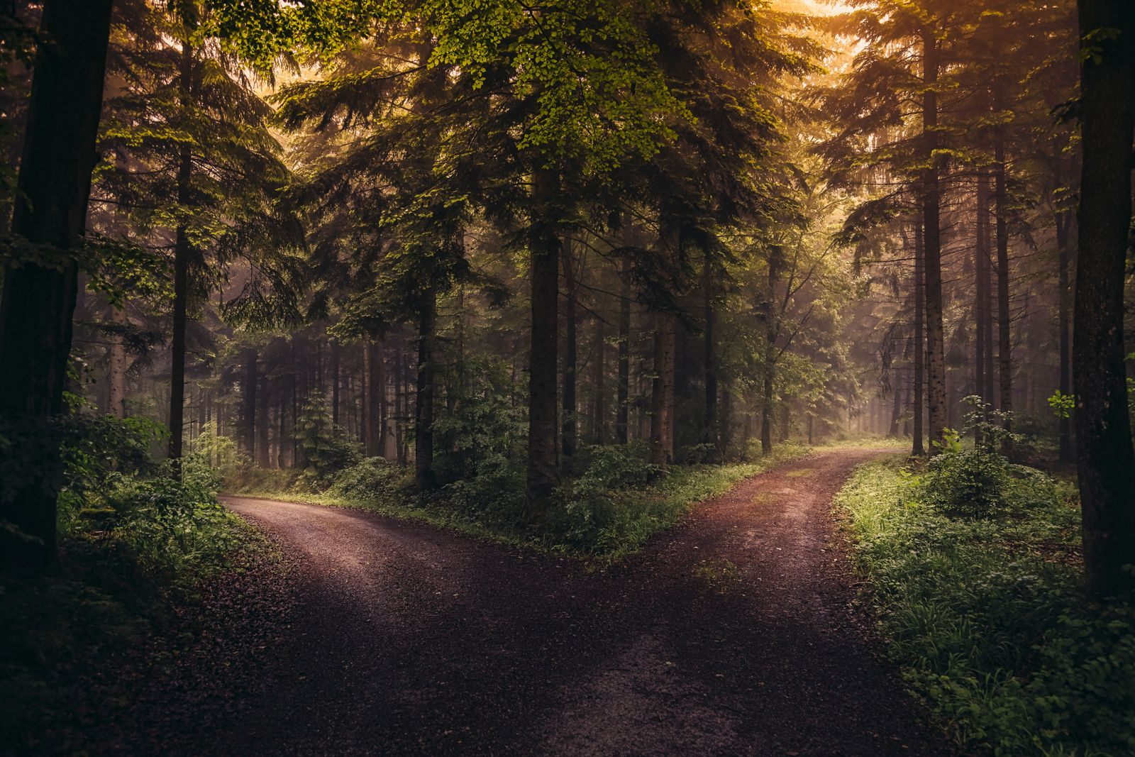 A forest road dividing in two at sunrise, like choosing whether to book a cruise directly or through a travel agent